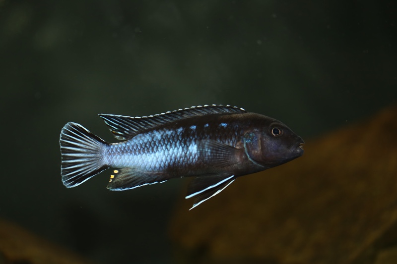 Pseudotropheus perileucos 'Likoma Island'